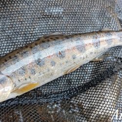 支流を攻めて28匹のアマゴをゲット!