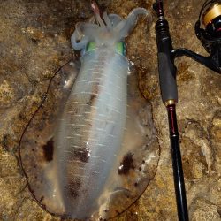 凪エギングIN対馬