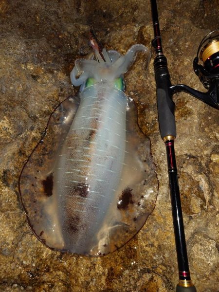 凪エギングIN対馬