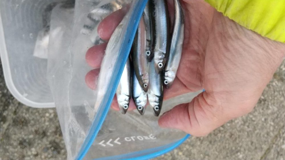 稚鮎～やり直し