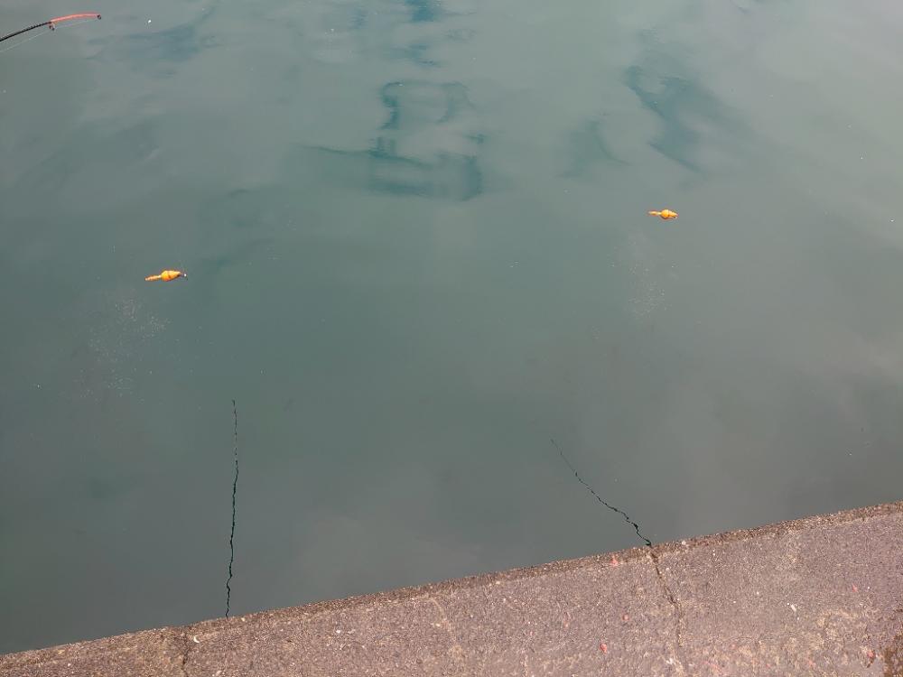 まだまだマイワシ