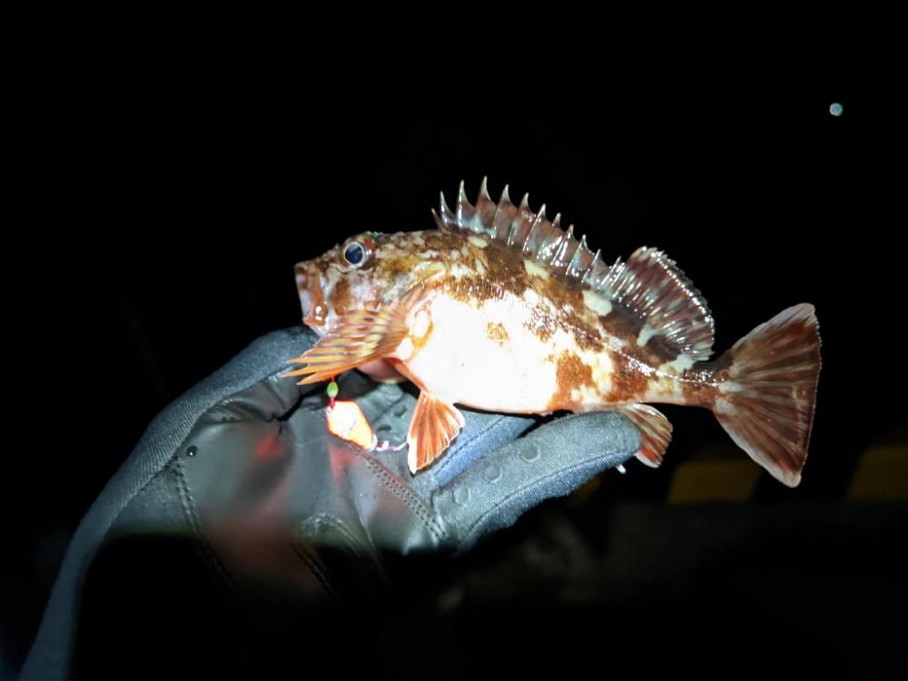 網代新港は楽しい