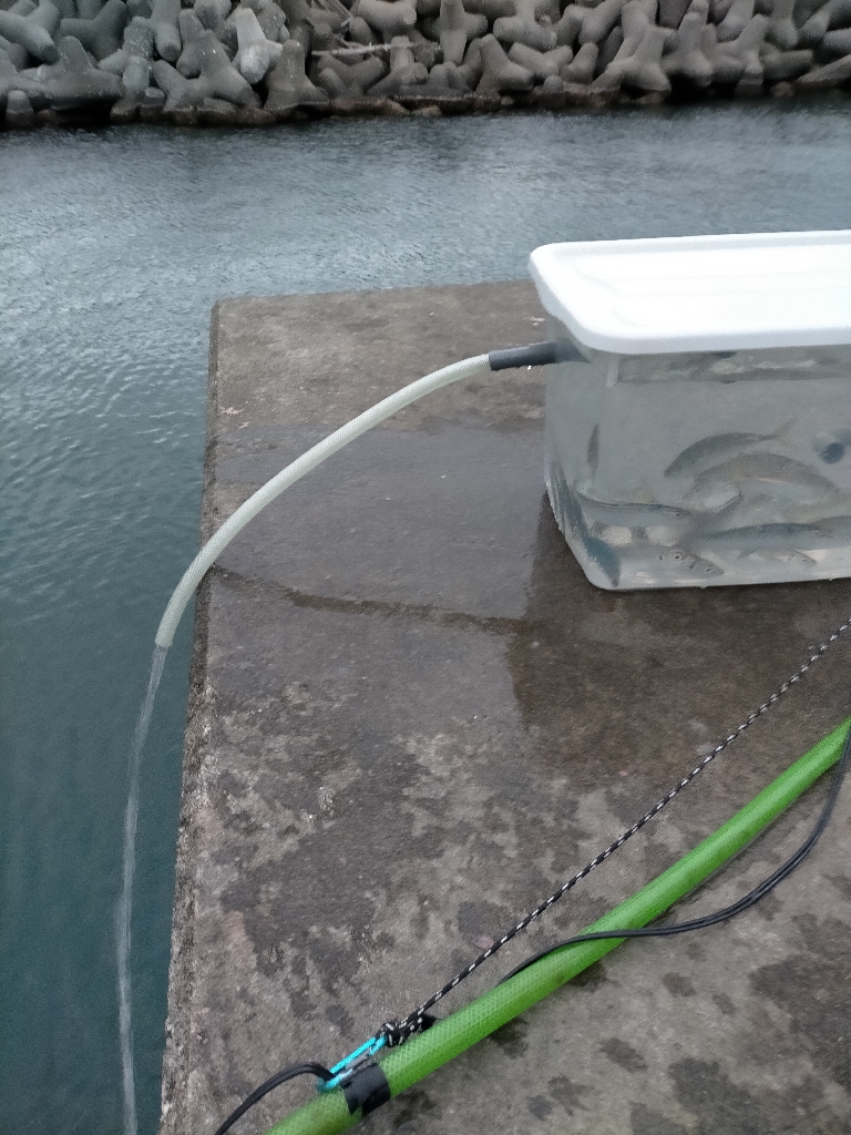 今日はアジが多めでした