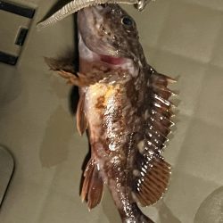 いつものガシラさん