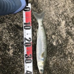 ライトショアジギング