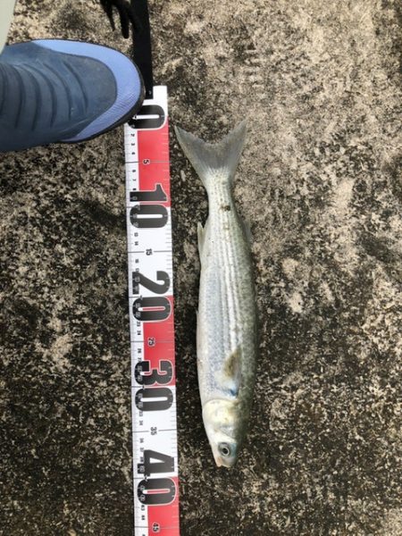 ライトショアジギング