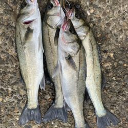 ハネおりました