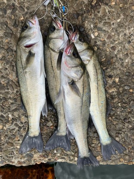 ハネおりました