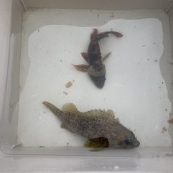 ひさしぶりの淡路島