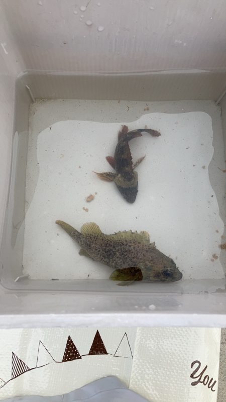 ひさしぶりの淡路島