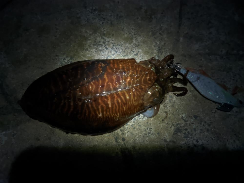 ガチンココウイカ狙い