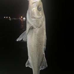 アジングでセイゴ