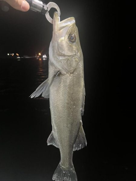 アジングでセイゴ