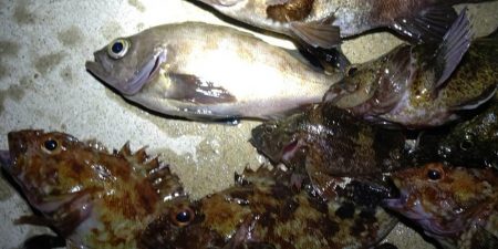 メバル　渋いですね