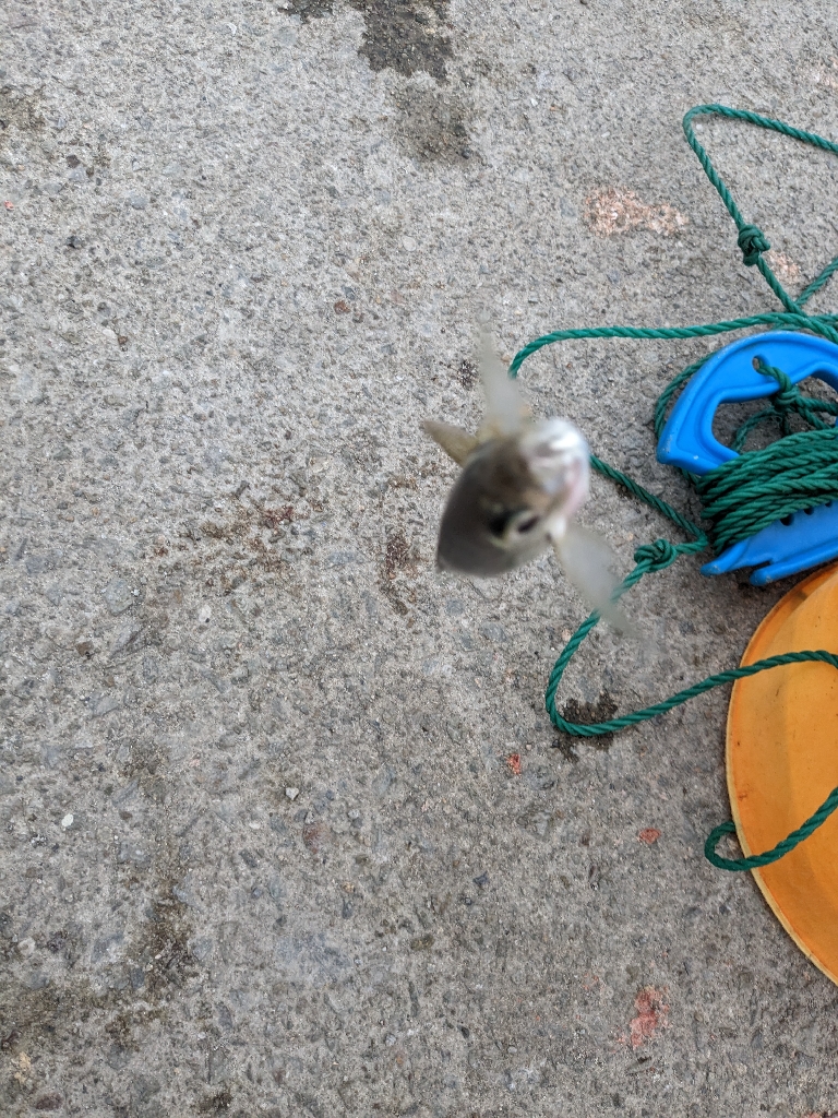 さば、あじ、さっぱ