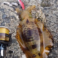 磯ランガンエギングIN対馬