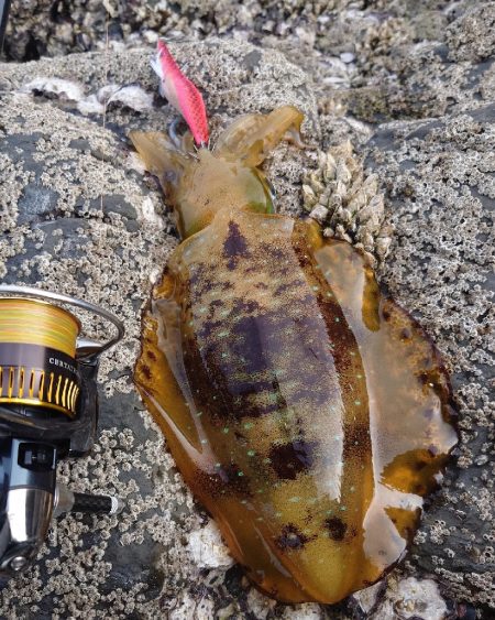 磯ランガンエギングIN対馬