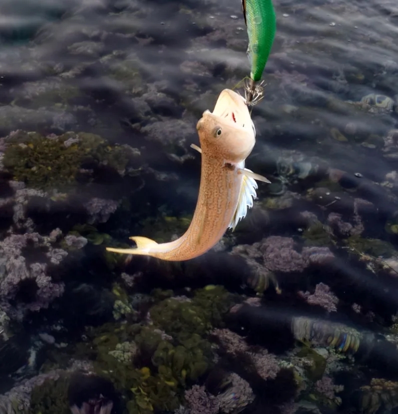 デイエギングIN対馬