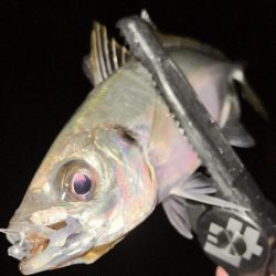 アジちゃんかわいい〜