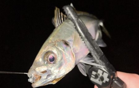 アジちゃんかわいい〜