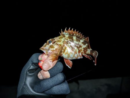 今日もコウイカ～