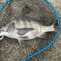 またもや一枚のみ