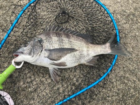 またもや一枚のみ