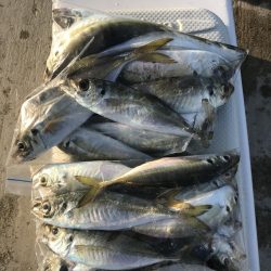 夕マズメにアジ22匹GET