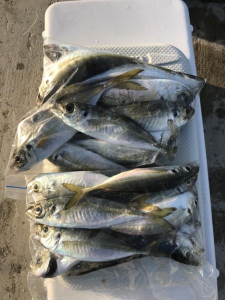 夕マズメにアジ22匹GET