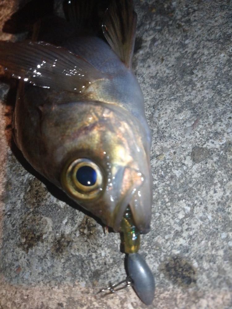 まさかの爆風メバリング