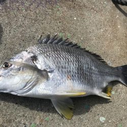 ヘチ釣り調査でキビレGET