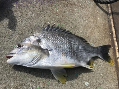 ヘチ釣り調査でキビレGET