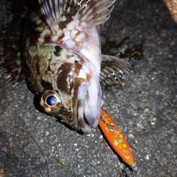 メバルプラギッング？