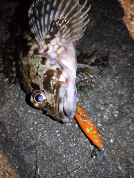 メバルプラギッング？