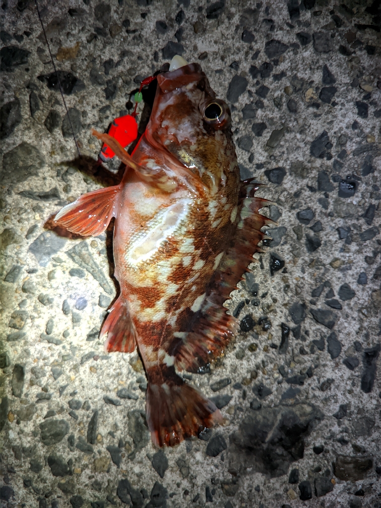 友達との釣りオール後半