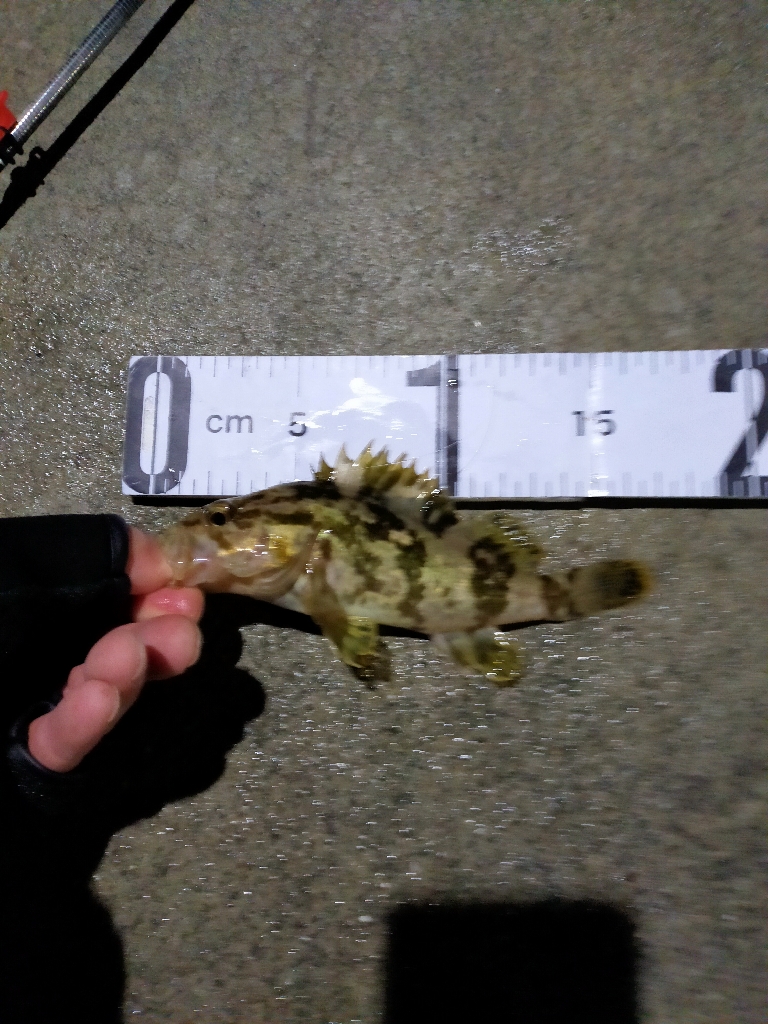 月下美人MXの鱗付け