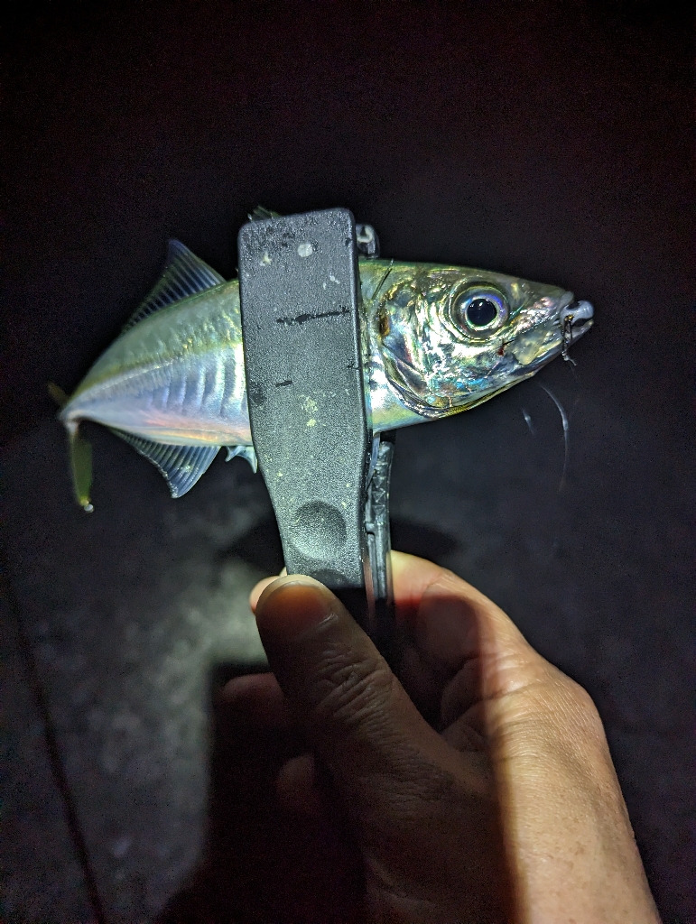 陸っぱり釣行記