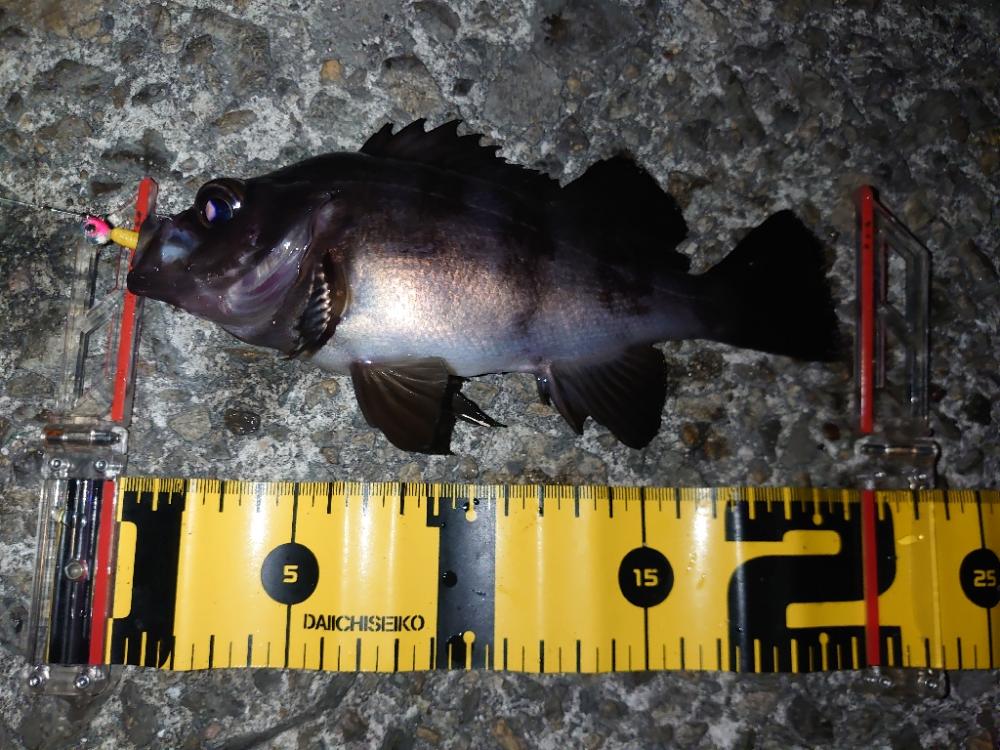 明日も仕事ですが…