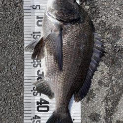 55cm!!(イチノ兄弟兄)