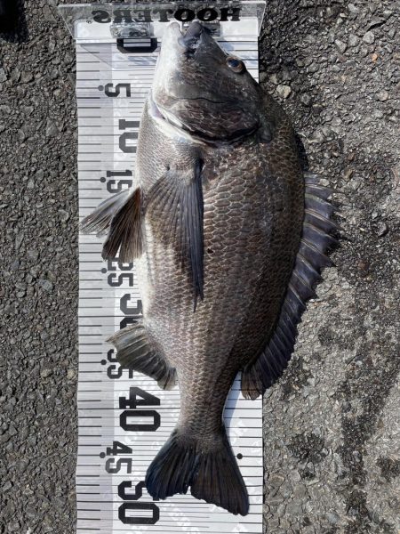 55cm!!(イチノ兄弟兄)