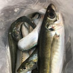 カゴ釣りでアジ&カタボシイワシGET