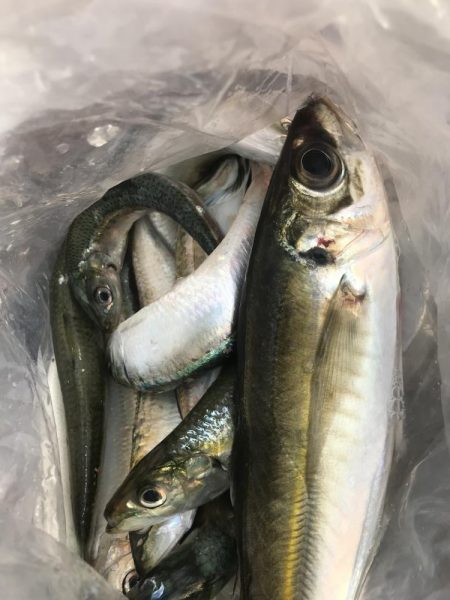 カゴ釣りでアジ&カタボシイワシGET