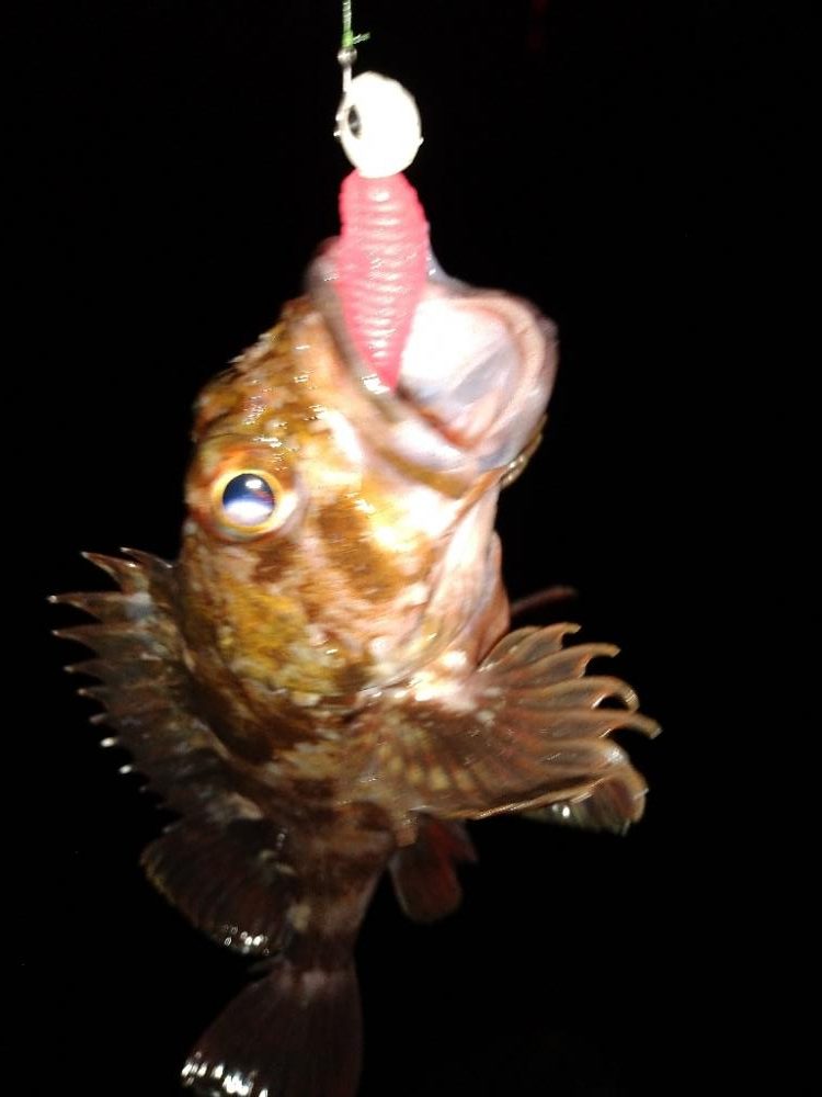 ちょい釣り20230320