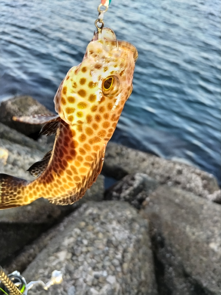 ちびオオモンハタ釣れました。