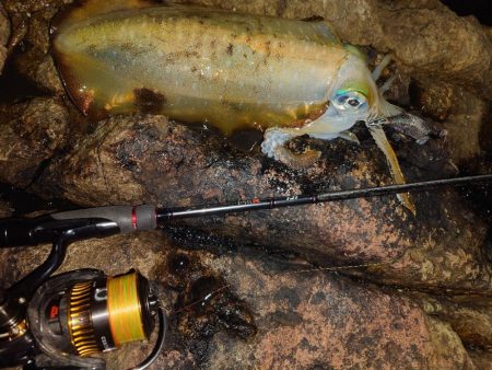 闇夜エギングIN対馬