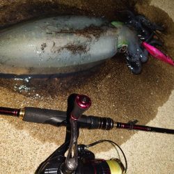 凪エギングIN対馬