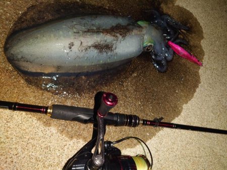 凪エギングIN対馬