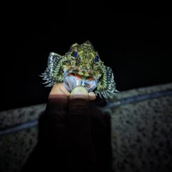 陸っぱり釣行記