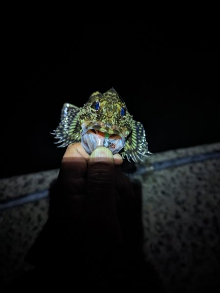 陸っぱり釣行記