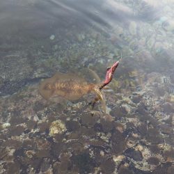 凪エギングIN対馬